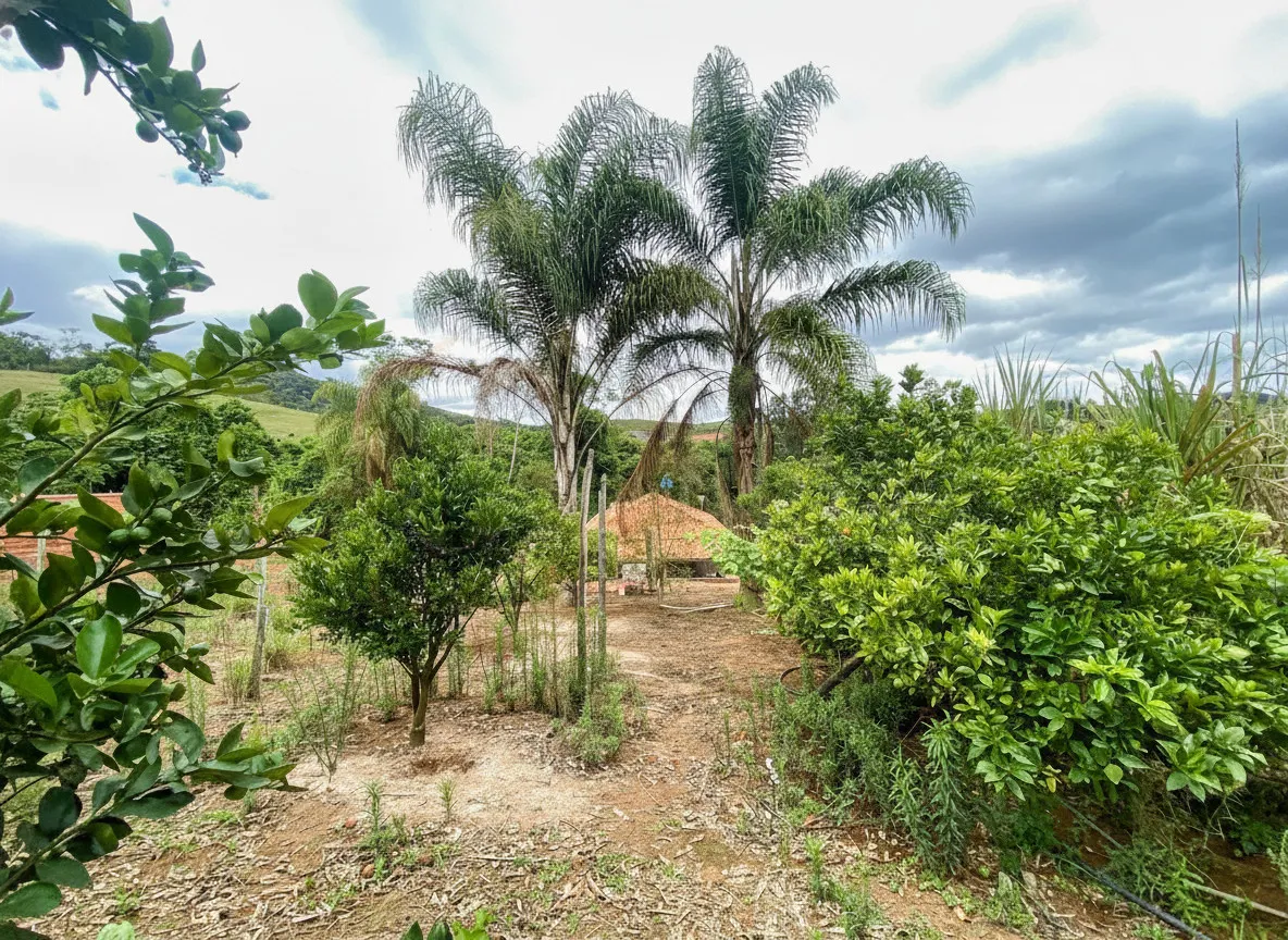 Imagem Chácara 700 m² à venda em Marlene, Bandeira do Sul