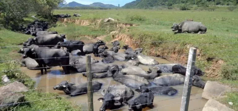 Imagem CASAL IMÓVEIS VENDE FAZENDA DE BUFALOS COM 300 ALQUEIRES