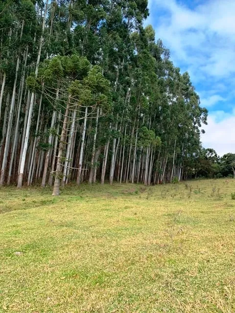 Imagem Chácara à venda 20000M², Aparição, Cunha - SP