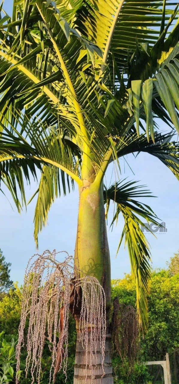 Imagem Sítio em Fiuza