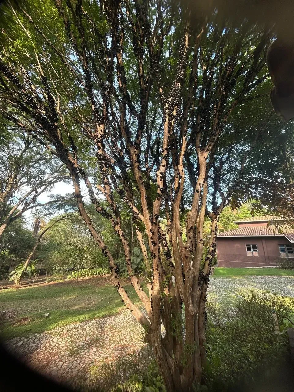 Imagem Sítio à Venda, 4700 metros em Parque Ipiranga - Betim