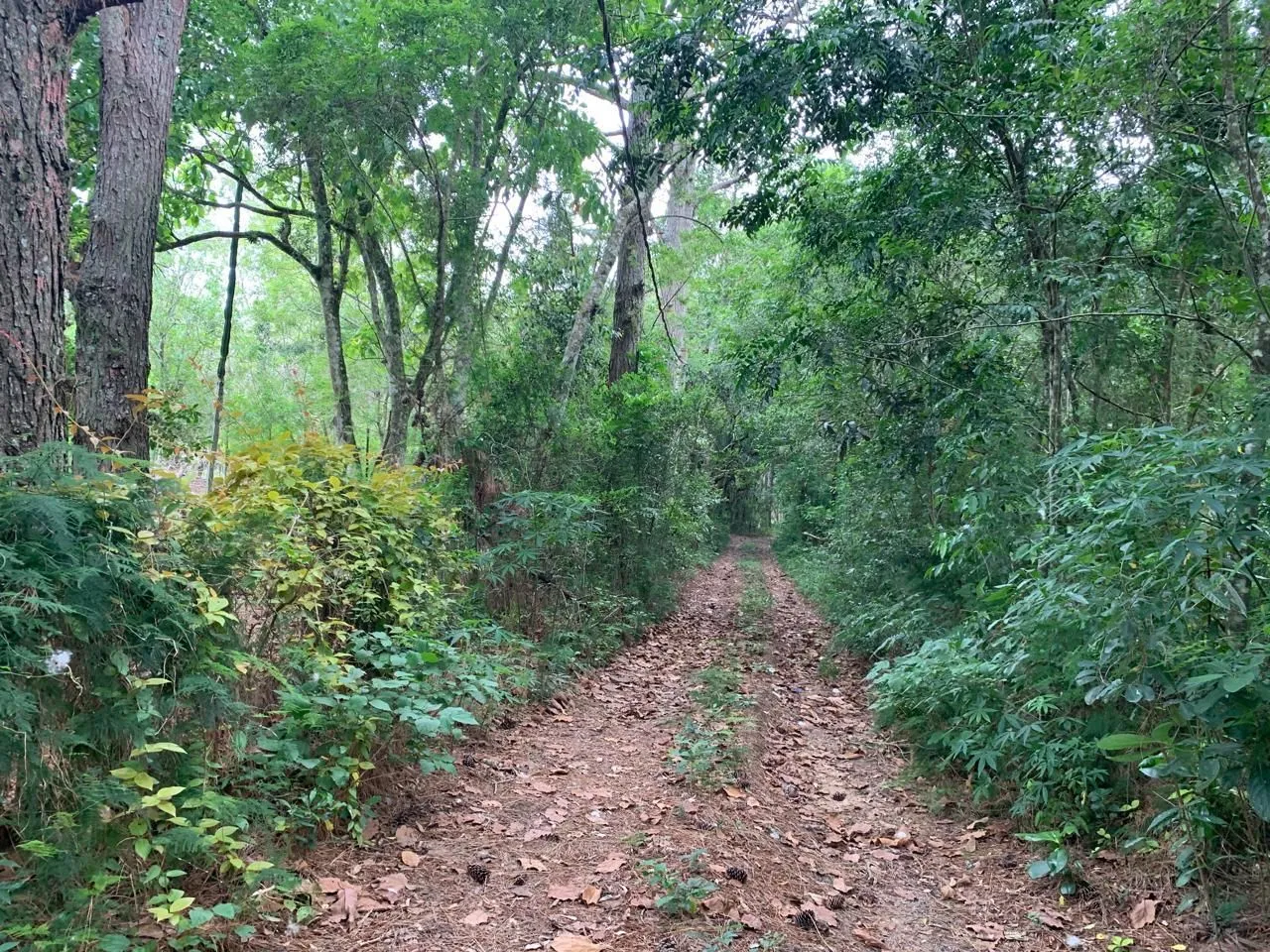 Imagem Lindo Sítio em Águas Claras - Viamão