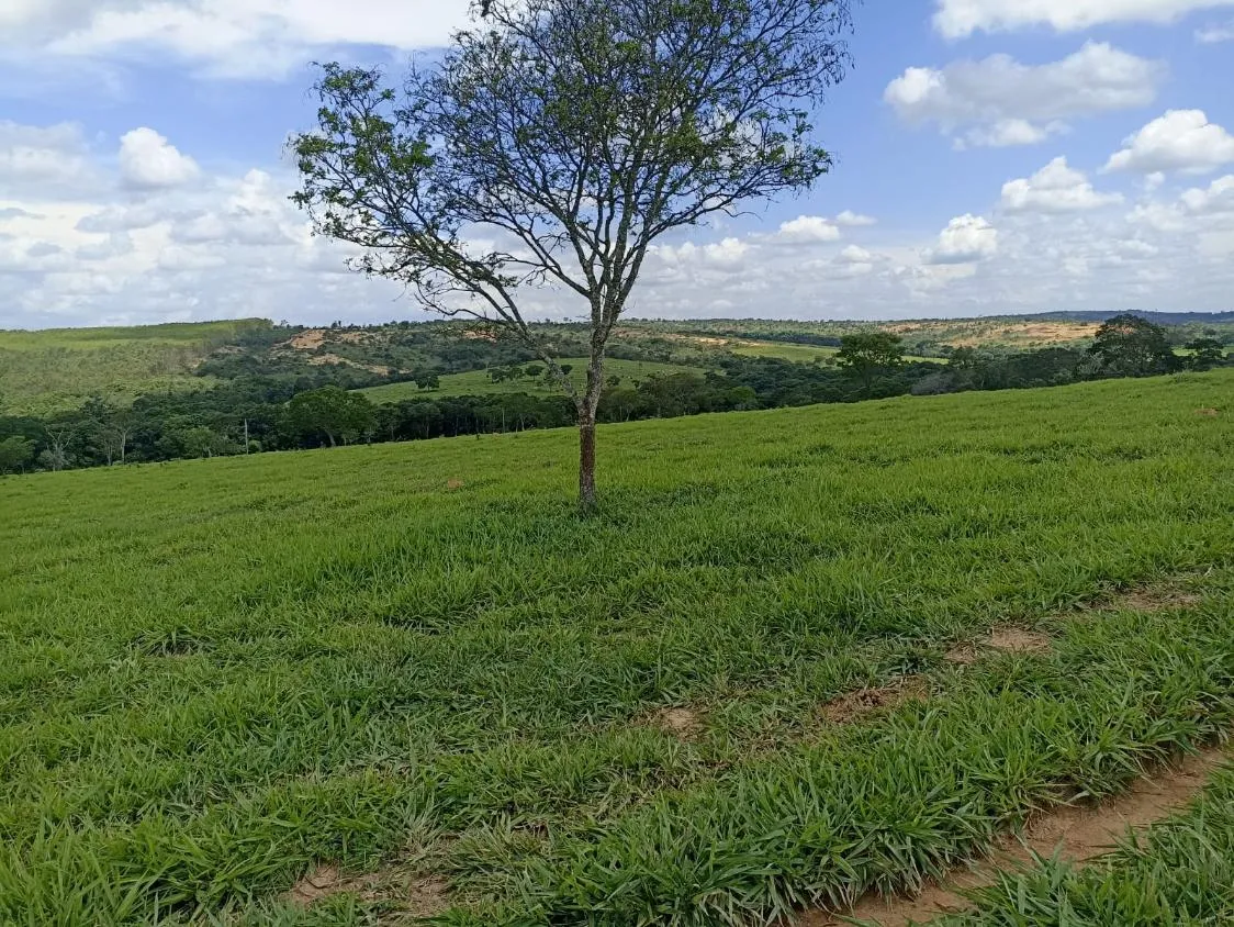 Imagem Terreno a venda de 24,3 hectares às margens do Rio Picão