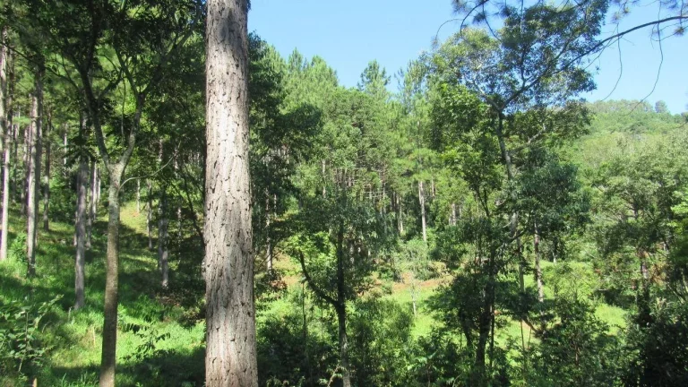 Imagem Área Agrícola para Venda em Jaborá, Rural