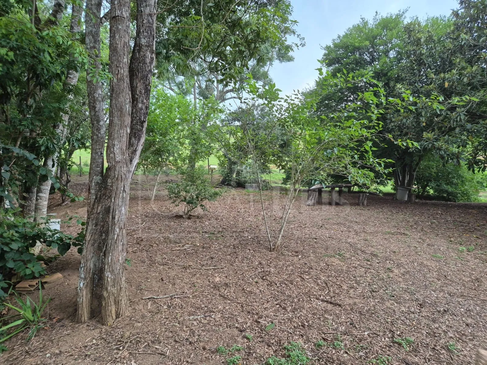 Imagem Chácara 2,4 ha à venda em Área Rural, Bandeira do Sul