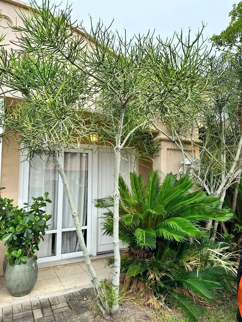 Imagem Casa de Condomínio em Centro