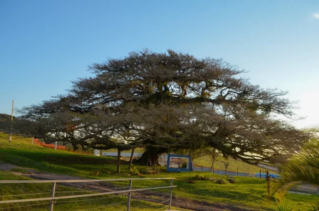 Imagem Reserva das Figueiras - Fase 3 - Terreno à venda no bairro Coronel Nassuca - Guaíba/RS