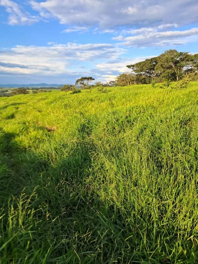 Imagem VENDE-SE FAZENDA EM PASSA TEMPO / MG área total de 100 hectares