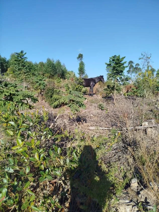 Imagem Vendo uma excelente fazenda em Oliveira / MG 100 hectares de área total;