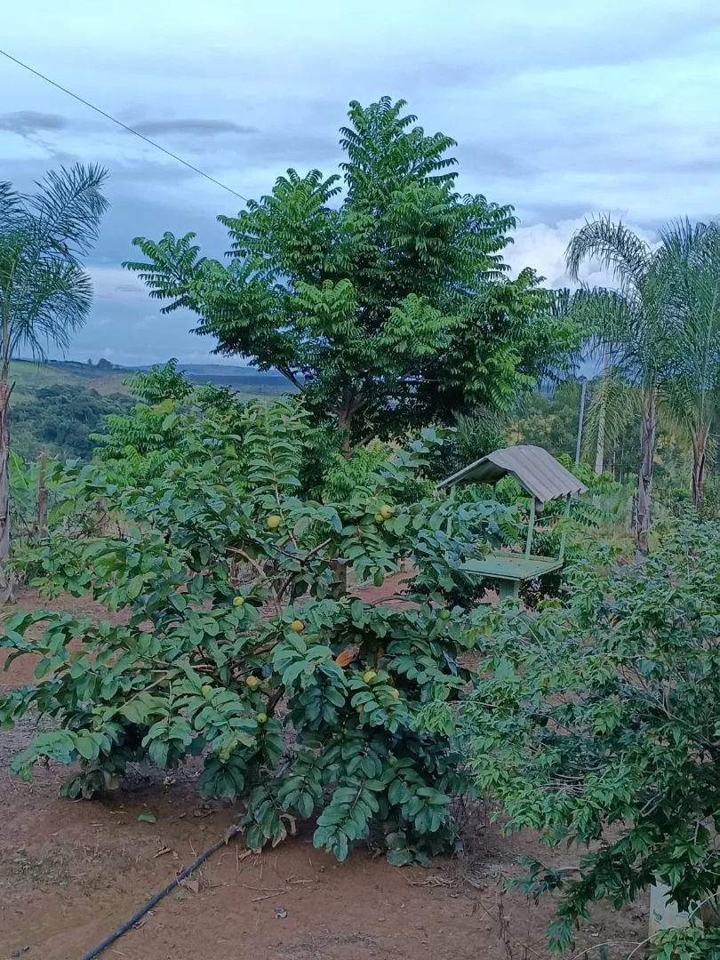 Imagem Chácara à venda, 20000 m² por R$ 430.000,00 - Área Rural de Patos de Minas - Patos de Minas/MG
