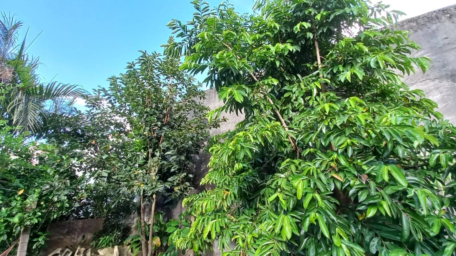 Imagem Chácara para aluguel com 4 quartos 1 suíte, 220,7m² em Aririú da Formiga Palhoça