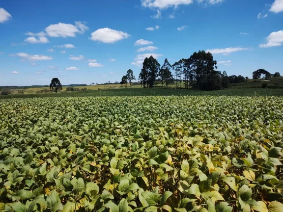 Imagem TERRENO RURAL em CAMPO BELO DO SUL - SC, Área Rural