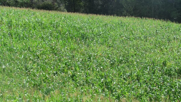 Imagem Área Agrícola para Venda em Concórdia, Rural