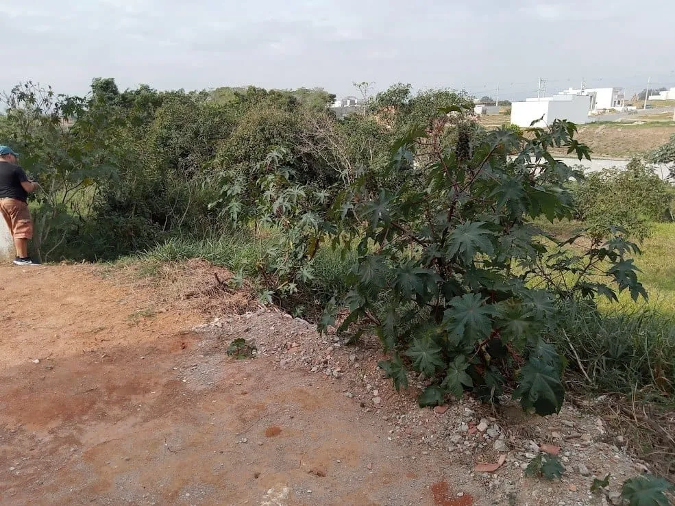 Imagem Terreno à venda, Residencial Parque das Palmeiras, Pindamonhangaba, SP