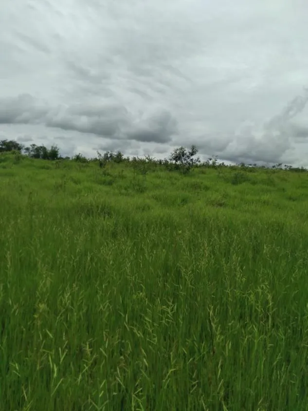 Imagem FAZENDA À VENDA - MORRO DA GARÇA / CORINTO (MG) 113 hectares de terra