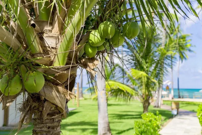 Imagem Casa de Condomínio com 3 Quartos à Venda, 136 m² em Carneiros - Tamandaré