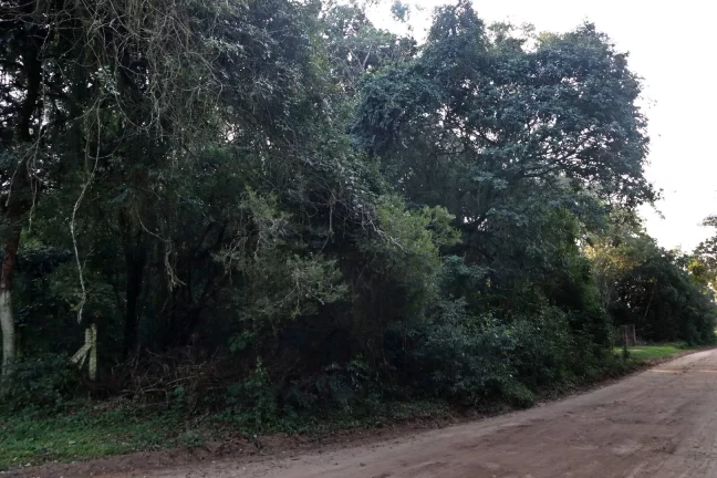 Imagem Lindos terrenos (2), belíssima mata nativa, privativo, Águas Claras