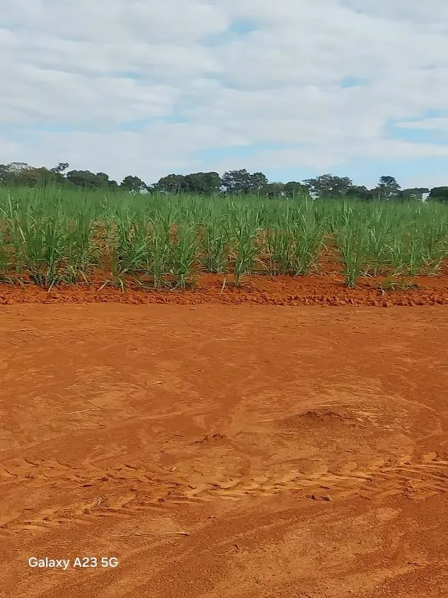 Imagem Vendo excelente fazenda em Lagoa da Prata/MG 376 hectares de terra