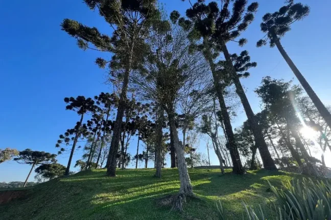 Imagem Residencial das Araucárias