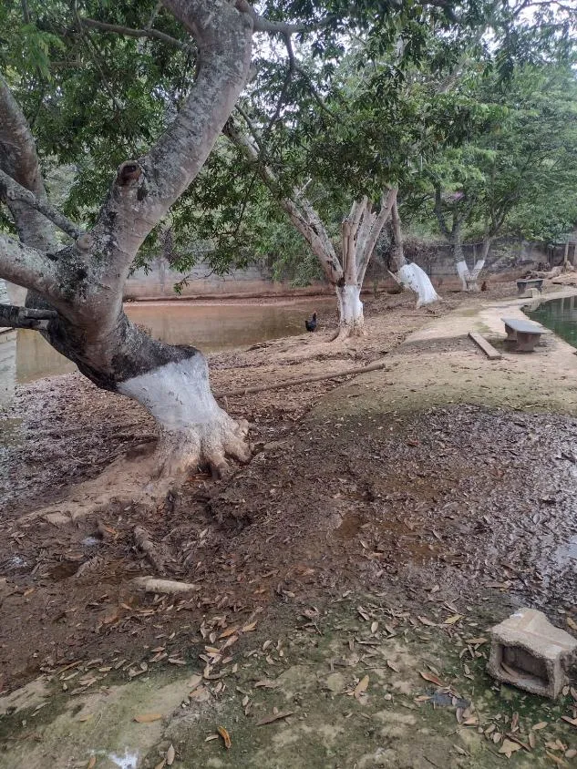 Imagem Vendo um ótimo sítio em São Joaquim de Bicas com 5.600 m²