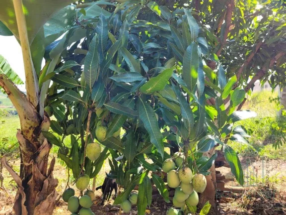 Imagem Chácara à venda em Socorro, terreno com 2000m², 4 dormitório