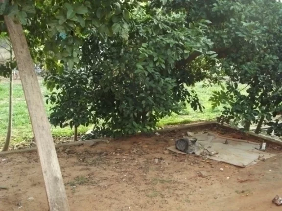 Imagem Terreno com Casa simples, centro de Águas Claras, Viamão