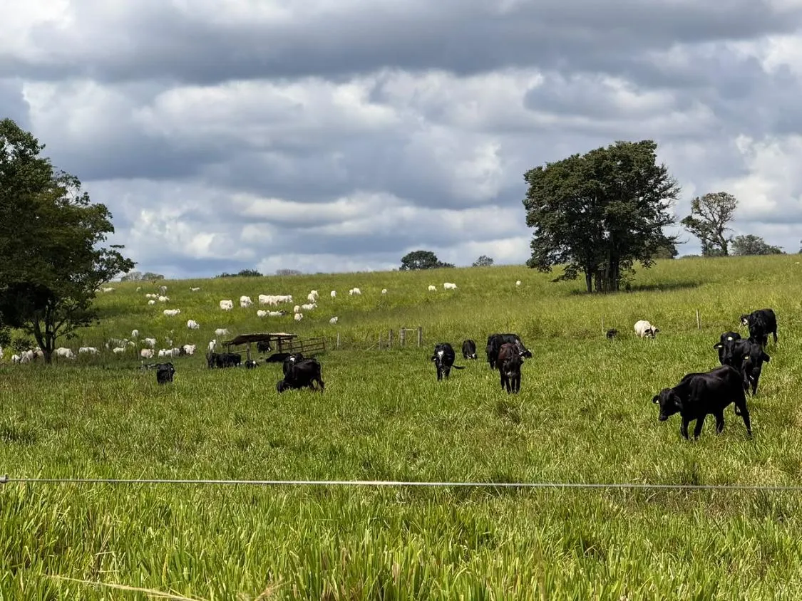 Imagem FAZENDA À VENDA EM FELIXLÂNDIA/MG | 105 HECTARES