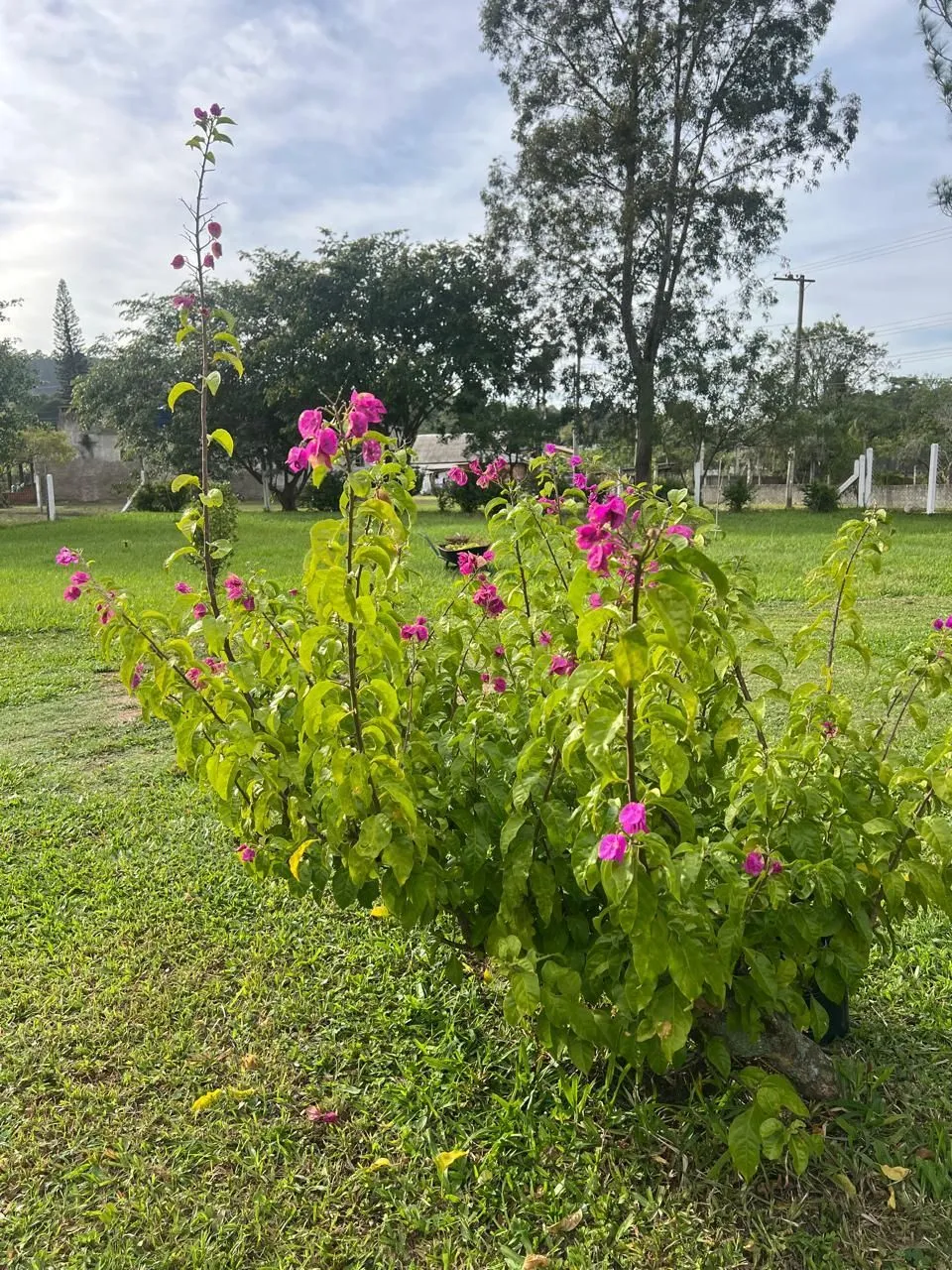 Imagem Sítio em Parque Florestal Itapuã