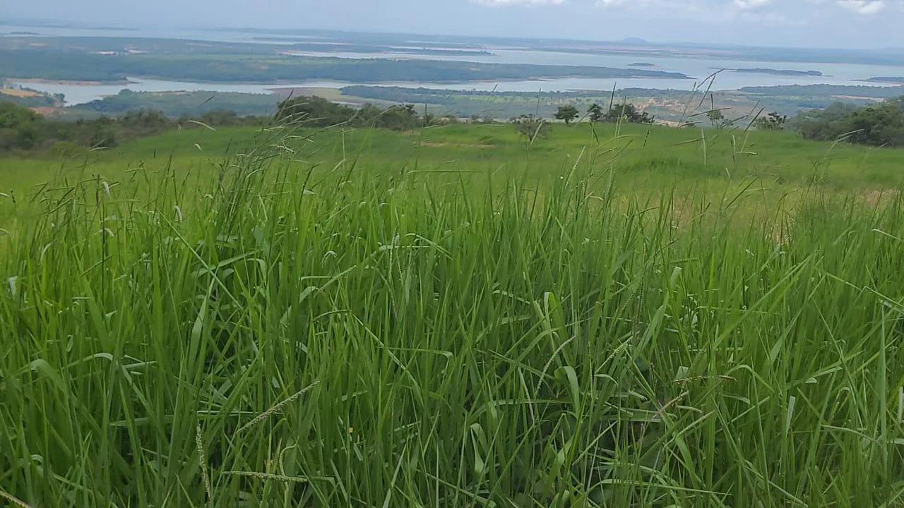 Imagem FAZENDA À VENDA - SÃO GONÇALO DO ABAETÉ (MG) 1.250 hectares de área total.