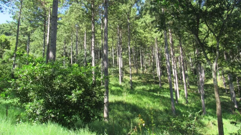 Imagem Área Agrícola para Venda em Jaborá, Rural