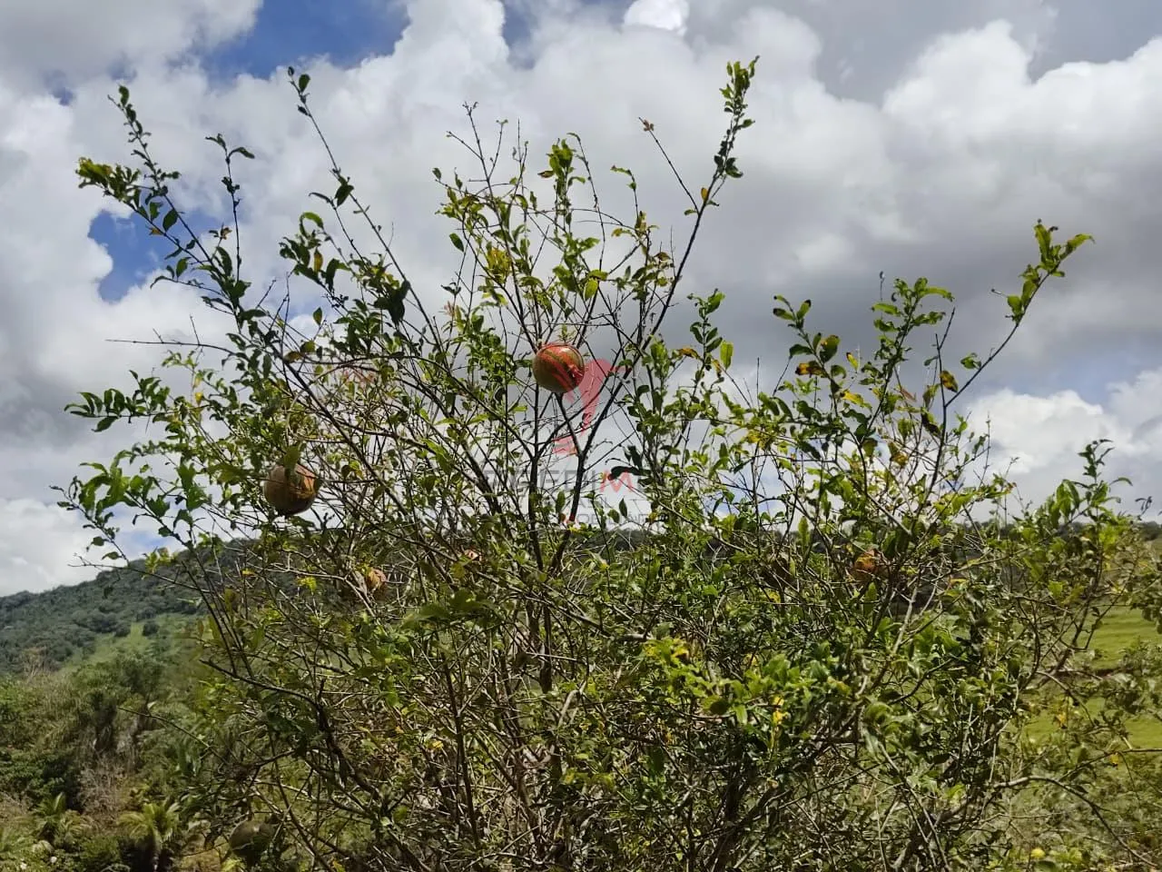 Imagem Vendo ou Permuto Chácara com vista única em São Pedro