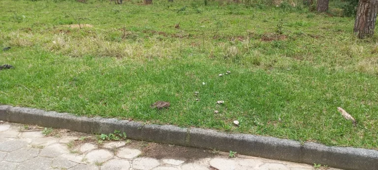 Imagem Terreno em Ambrósio, Garopaba-SC: localização ideal, infraestrutura completa e escritura pública!