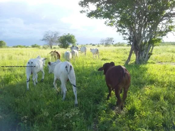Imagem Fazenda para Venda em Santa Maria, SANTA MARIA