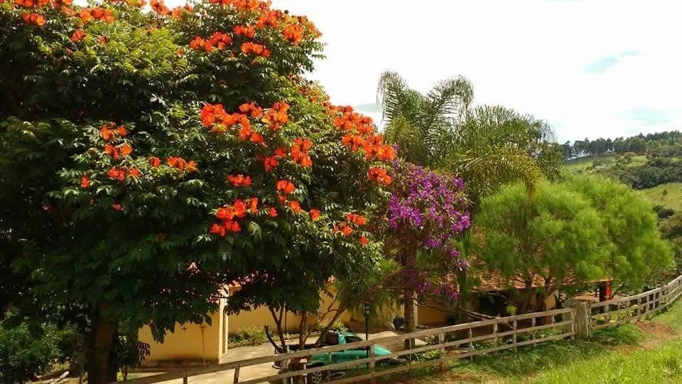 Imagem Vendo excelente sítio em Desterro de Entre Rios/MG, com 30.000 m² de área