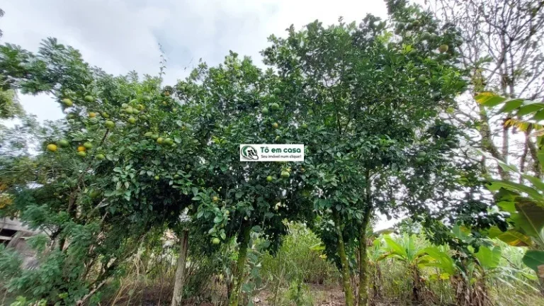 Imagem SITIO RURAL em CAÇAPAVA - SP, CHÁCARA MARAMBAIA