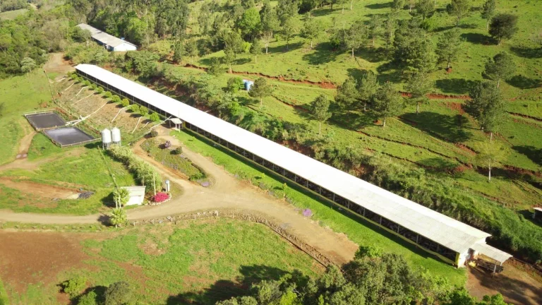 Imagem Granja para Venda em Arabuta, Rural