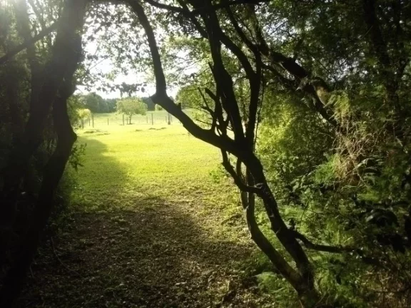 Imagem Belo Sítio com 4.000m², Cercado, Águas Claras, Viamão