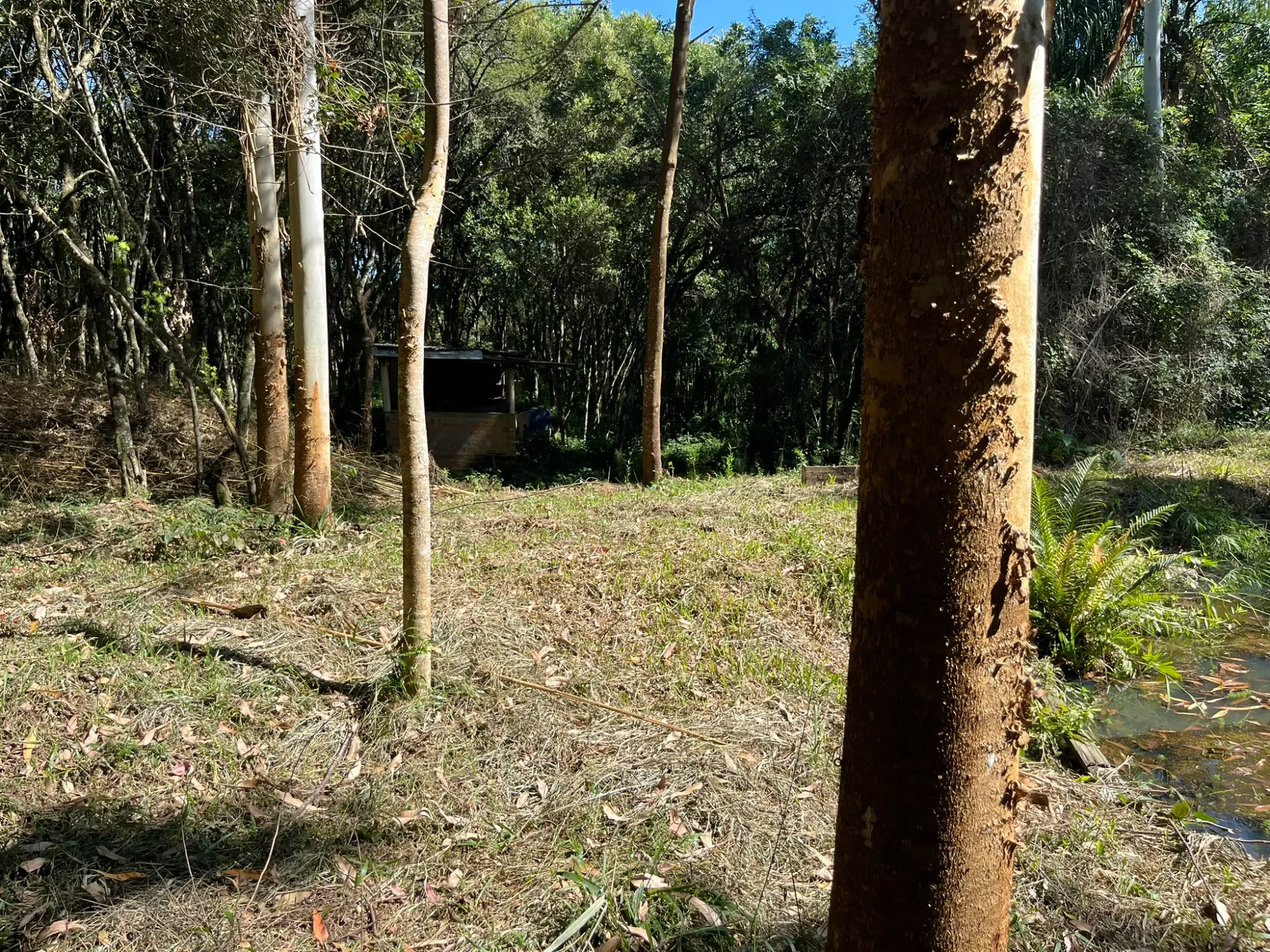 Imagem Chácara com 3 Quartos à Venda, 8000 m² em Campina do Taquaral - São José dos Pinhais