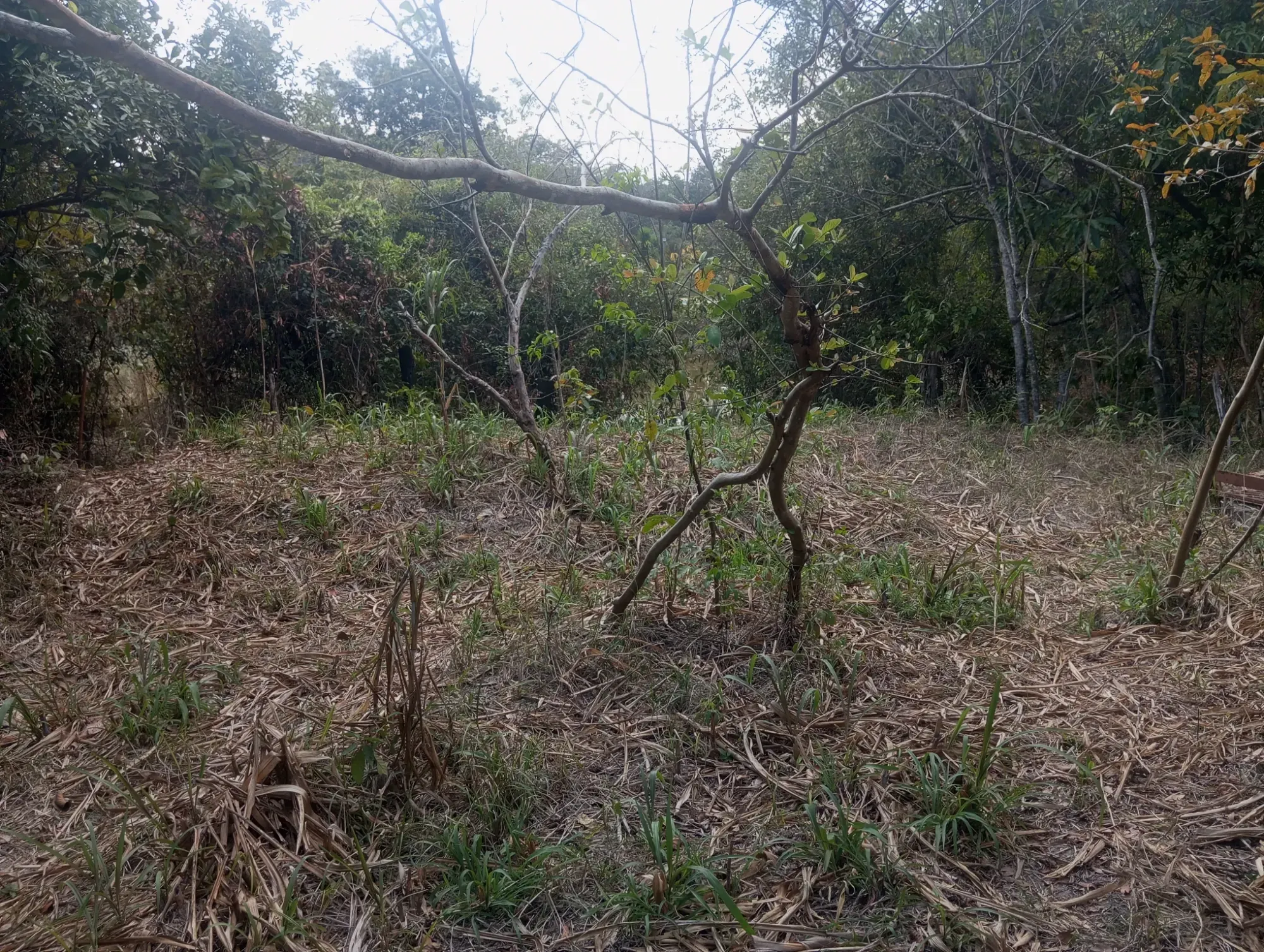 Imagem Chácara com 1 Quarto à Venda, 5.000 m² em Ravena - Sabará