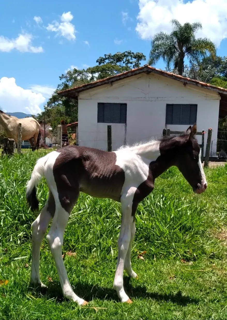 Imagem Chácara à venda 4 Quartos, 4 Suites, 84700M², Zona Rural, São Luiz do Paraitinga - SP