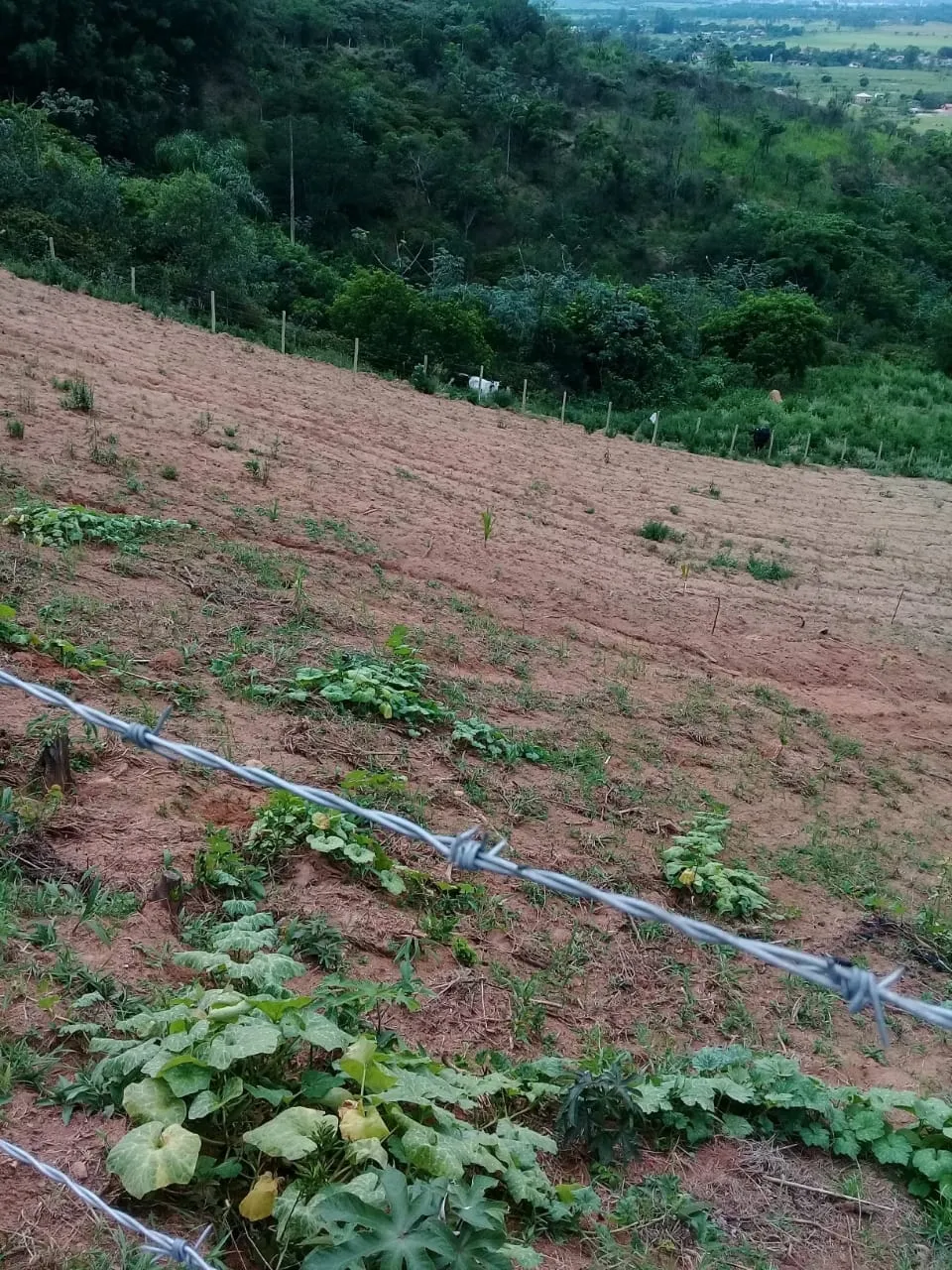 Imagem Chácara à venda 20000M², Mandú, Pindamonhangaba - SP