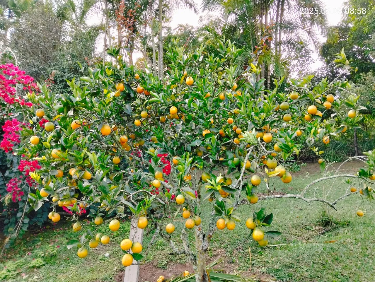 Imagem Linda Chácara no Bairro da Grama em Paraibuna - 6160 metros de terreno