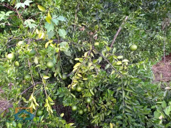 Imagem Chácara de 5.000m² em Bom Jesus do Galho