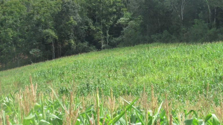 Imagem Área Agrícola para Venda em Concórdia, Rural