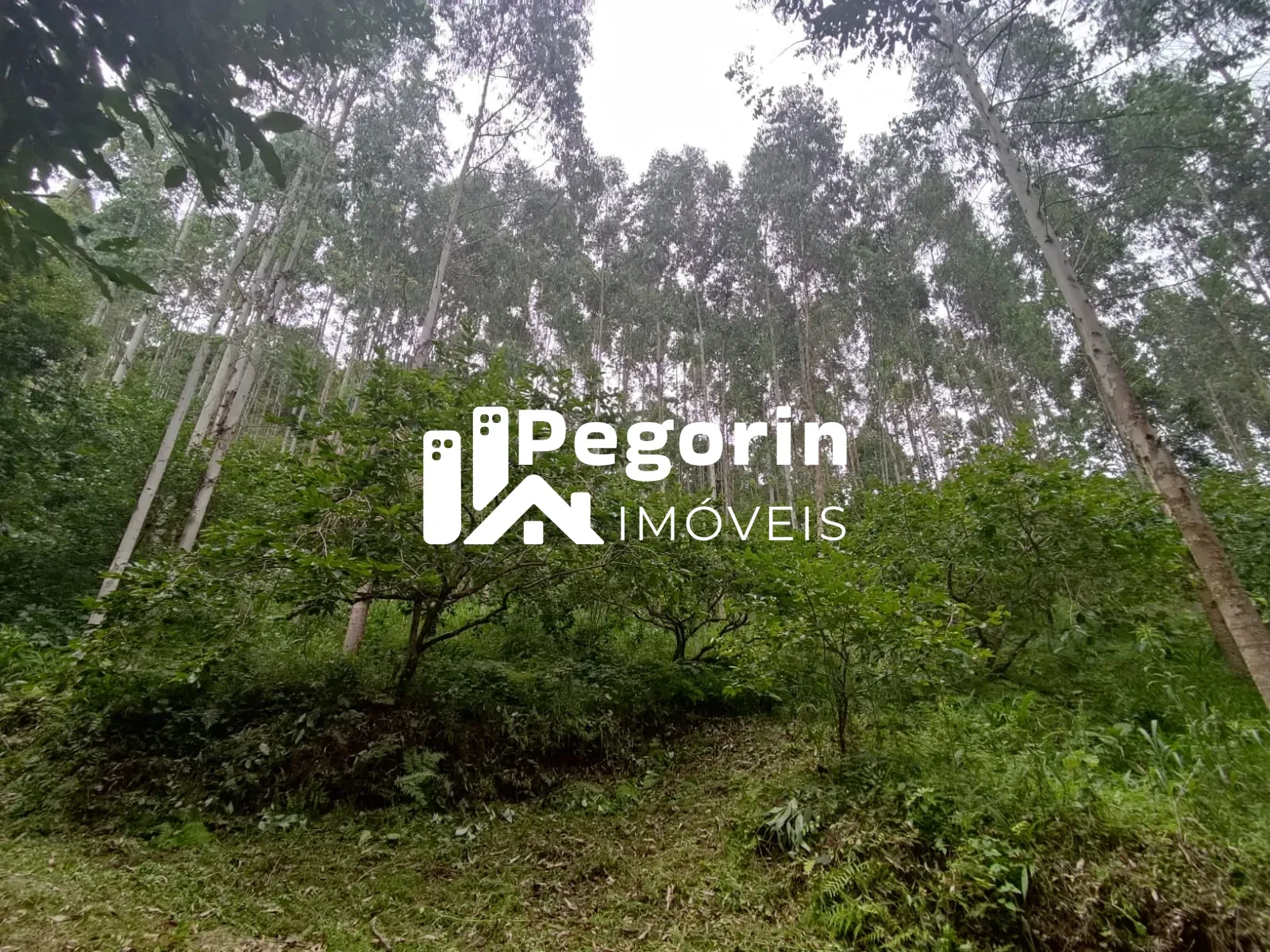 Imagem CHÁCARA EM CAMPO MAGRO 51.000M²