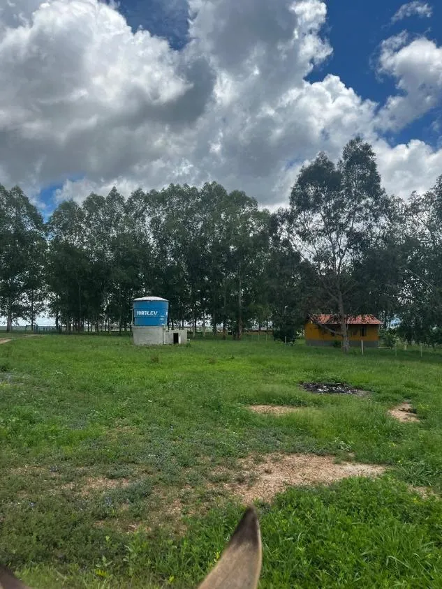 Imagem FAZENDA À VENDA ? PORTEIRA FECHADA / BUENÓPOLIS/MG área total de 223 hectares