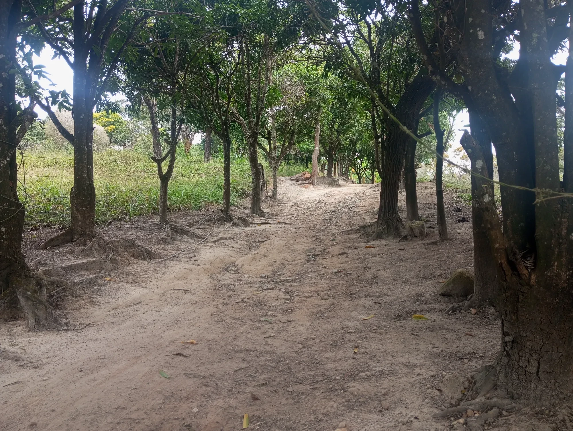 Imagem Sítio à Venda, 20000 metros em Nova União - Nova União