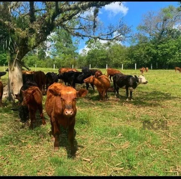 Imagem Sítio em Centro