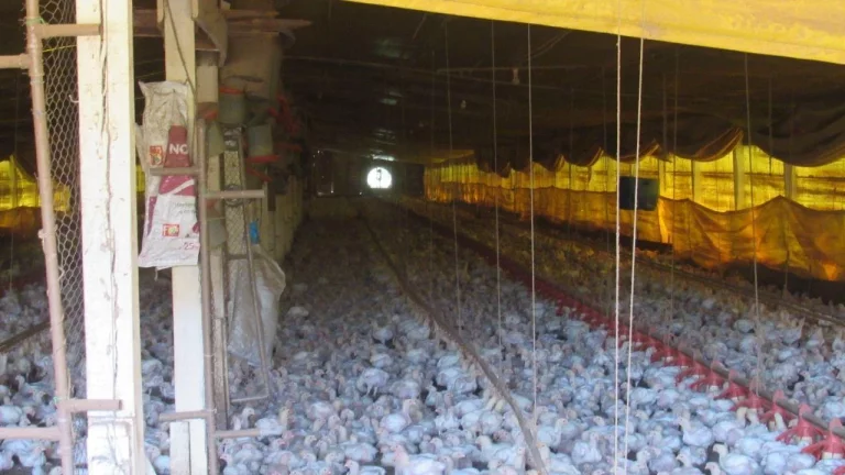 Imagem Área Agrícola para Venda em Concórdia, Linha Sertão