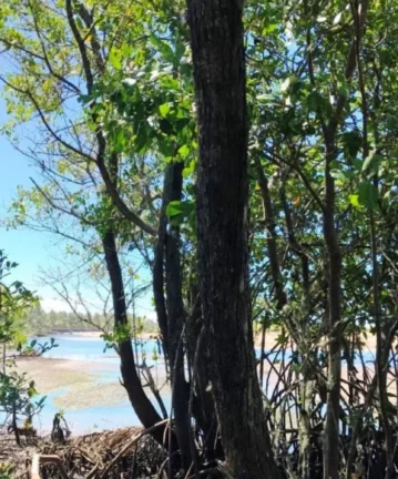Imagem PARAÍSO PIRACANGA